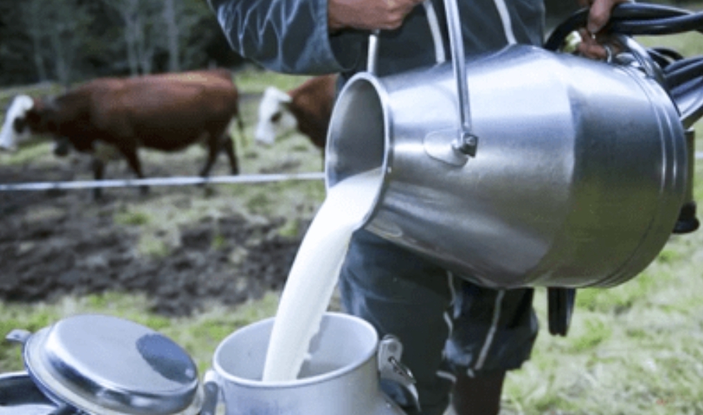 الحكومة تعتزم إطلاق برنامج لدعم الإنتاج بعد نقص إنتاج الحليب